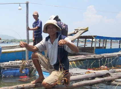 Nếu không nhanh chóng giải quyết vấn đề ô nhiễm, nghề nuôi cá lồng bè trên sông Chà Và sẽ khó tồn tại và phát triển. Trong ảnh: Hộ ông Hồ Thanh Hùng nuôi tôm trong lồng bè trên sông Chà Và.