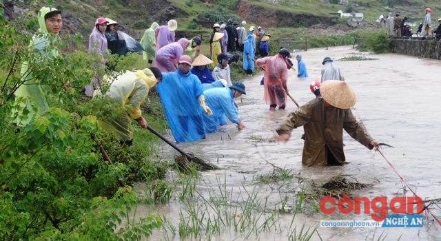 ĐVTN vớt cỏ, khơi thông dòng chảy kênh tiêu T16