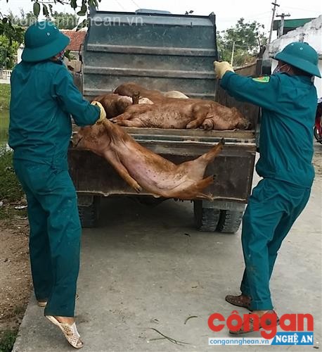 Lực lượng chức năng đưa lợn mắc dịch tai xanh đi tiêu hủy