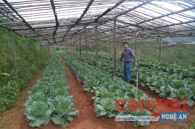 Làng Thanh niên lập nghiệp Na Ngoi (Kỳ Sơn),                                                         một trong những mô hình trồng rau sạch trên núi cao