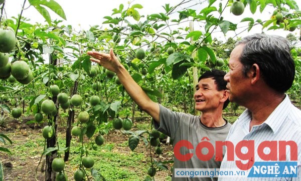 Trồng cây chanh leo, hướng thoát nghèo bền vững cho người người dân xã Tri Lễ, huyện Quế Phong, tỉnh Nghệ An