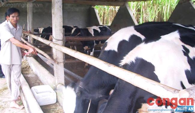  Nhờ vay vốn tín dụng ngân hàng, gia đình anh Hồ Sỹ Vận ở xã Quỳnh Thắng (Quỳnh Lưu) đã thoát nghèo, vươn lên làm giàu