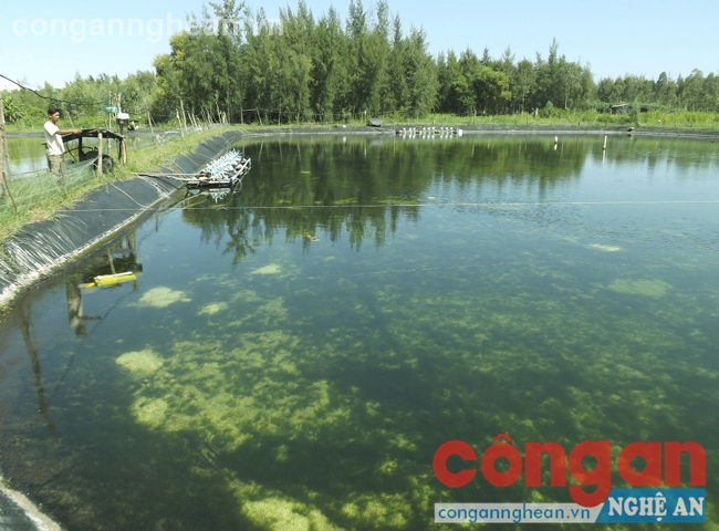 Ông Bình “trắng tay” chỉ sau một đêm nhưng đến nay, nguyên nhân tôm chết vẫn chưa được tìm ra