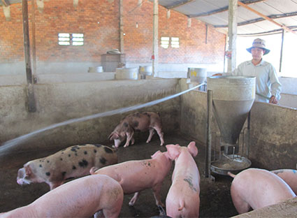 Hiện nay, các trang trại chăn nuôi thường sử dụng đến 80 - 90% TĂCN công nghiệp cho vật nuôi. Trong ảnh: Trang trại chăn nuôi heo tại xã Bình Giã (huyện Châu Đức) với quy mô gần 1.000 con.