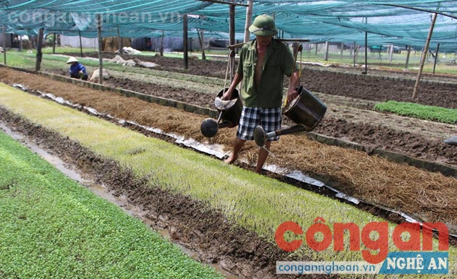 Chăm sóc rau trong nhà lưới ở xã Hưng Đông, TP Vinh