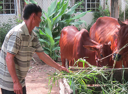 Từ nguồn vốn vay ngân hàng chính sách, gia đình ông Ngô QuangCường (xã Hòa Long, TP.Bà Rịa) đã đầu tư nuôi bò hiệu quả vươn lênthoát nghèo bền vững. Ảnh: THANH TRÍ
