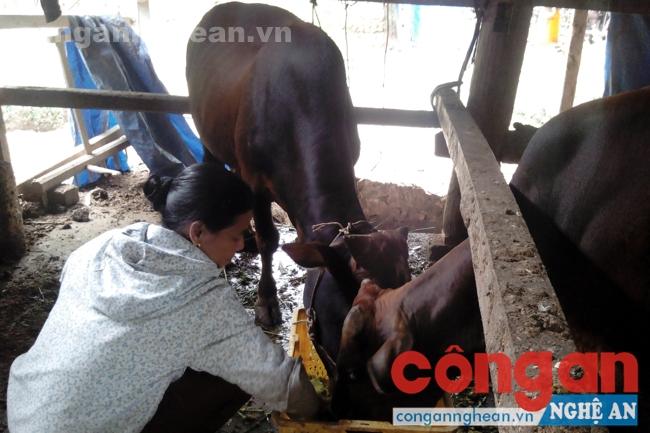 Không chỉ làm tốt công tác chuyên môn, chị Sen còn là điển hình chăn nuôi giỏi