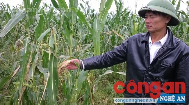 Anh Hồ Trọng Mão trước cánh đồng ngô của gia đình bị chuột phá hoại