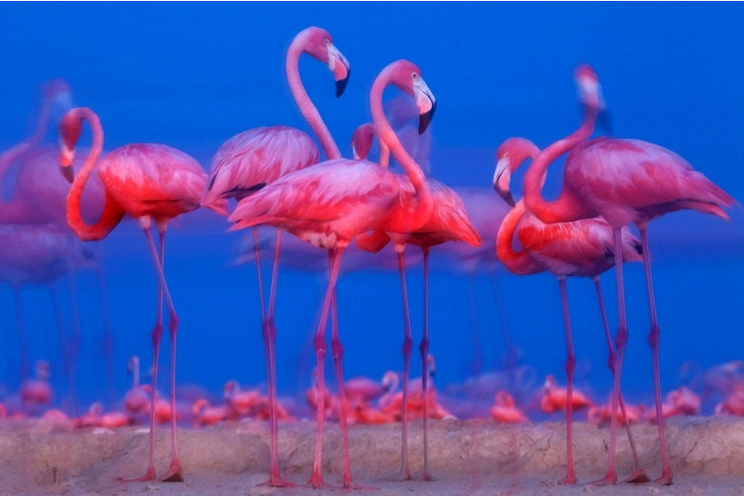 Đàn chim hồng hạc tại khu dự dữ sinh quyển Ria Lagartos, bán đảo Yucatan thuộc Mexico. (Ảnh: Claudio Contreras Koob/NHM).