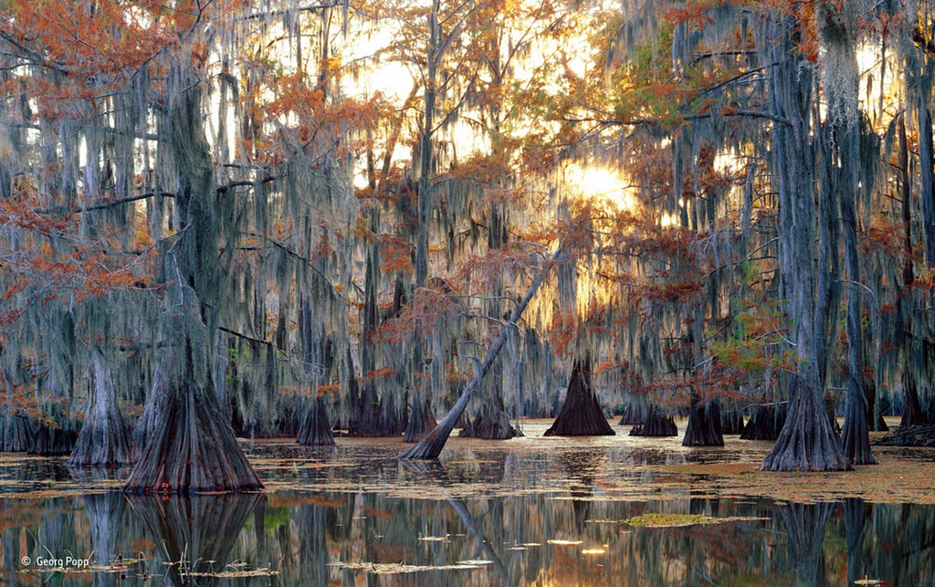 Những cây bách khoảng 1.000 năm tuổi đang thay lá mùa thu tại vùng đầm lầy ở bang Louisiana (Mỹ). (Ảnh: Georg Popp/NHM).