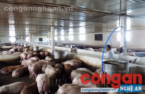  Trang trại chăn nuôi tổng hợp của anh Hoàng Trọng Cường