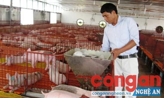 Sử dụng chất cấm trong chăn nuôi là tội ác - Ảnh minh họa
