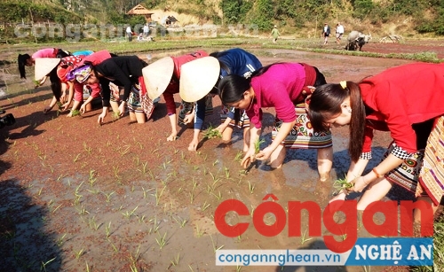 Các cô gái Thái cấy lúa mở đầu cho lễ hội Lồng Tồng