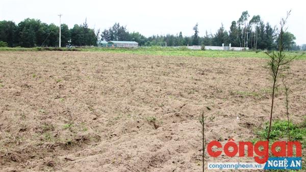 Hàng chục ha đất Đồng Gành trước đây trồng dâu nay được thay thế bằng trồng sắn cho thu nhập thấp