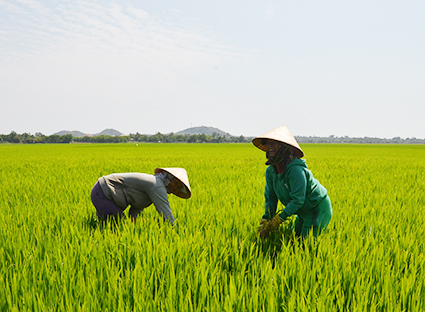 Mô hình Tổ Phụ nữ trồng lúa năng suất cao của hội viên Chi hội Phụ nữ ấp Xóm Rẫy (xã Phước Thuận, huyện Xuyên Mộc).