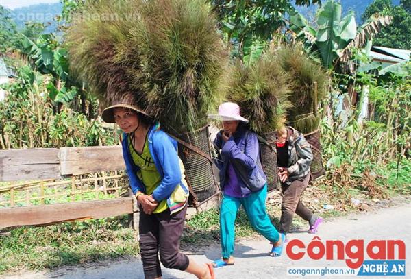 Hoa đót, quà của rừng dành cho đồng bào vùng cao