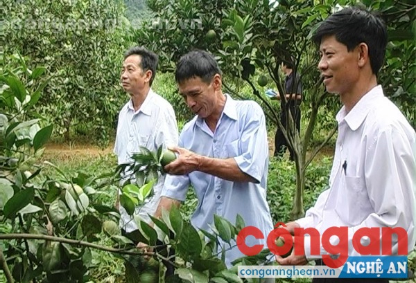 Người dân huyện Con Cuông mạnh dạn đầu tư mở rộng diện tích trồng cam