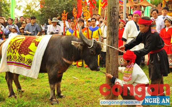 Nghi lễ “phắn quái” - lễ chém trâu trong lễ hội