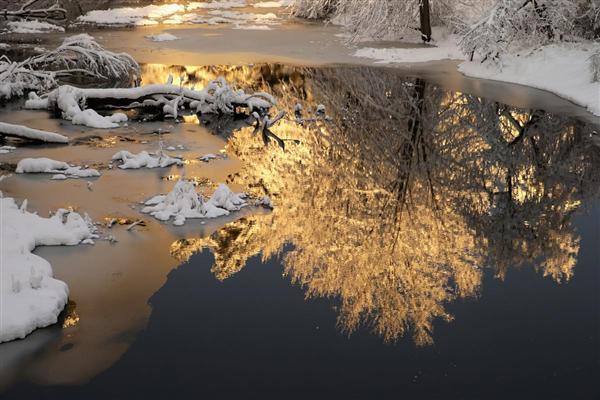 Những tia nắng cuối ngày chiếu rọi trên những thân cây phủ đầy tuyết ở Derry, New Hampshire, 05/02/2016.