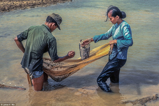 Vớt cá trên hồ nước cạn ở Mỹ Tho.