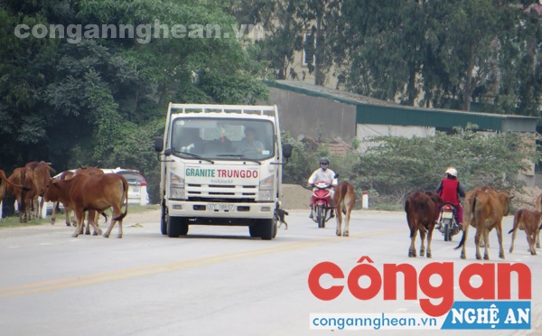 Đàn bò nghênh ngang trên Quốc lộ 46B (Ảnh chụp ngày 22/3/2016)