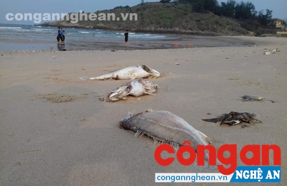 Cá chết hàng loạt khiến ngư dân vùng biển đứng trước nguy cơ đói nghèo