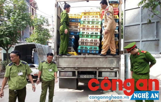 Lực lượng Quản lý thị trường phối hợp với Công an bắt giữ phương tiện vận chuyển gia cầm không rõ nguồn gốc, xuất xứ
