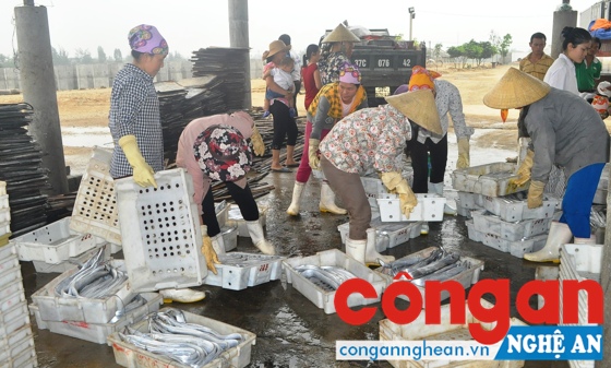 Ngư dân Nghệ An vẫn mua bán, trao đổi và tiêu thụ hải sản bình thường (ảnh chụp tại cảng cá Lạch Quèn, huyện Quỳnh Lưu)