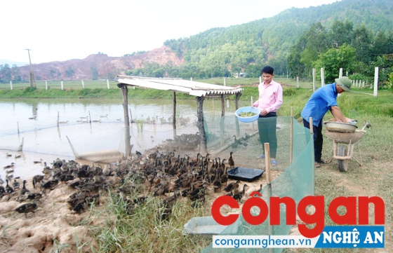 Anh Trần Văn Vinh chăm sóc đàn vịt trời vừa mới nhân giống