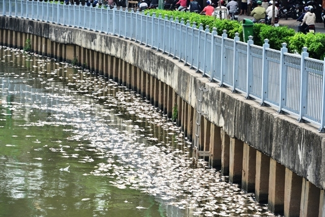 Hình ảnh cá chết trắng sau cơn mưa