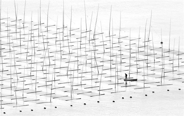 Farming The Sea - Tác giả: Tugo Cheng​