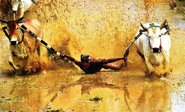 I Am Not Superman, Indonesia - Tác giả: Achmad Sumawijaya​