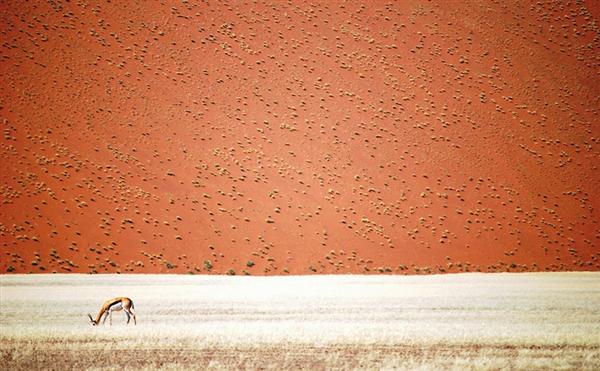 Namibian Desert, Namibia - Tác giả: Doris Landertinger