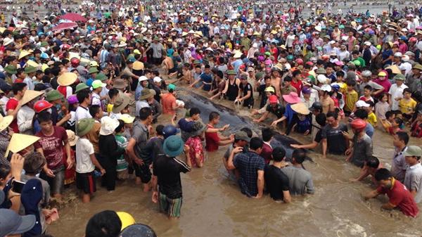 Rạng sáng nay (25-5), người dân ra biển bàng hoàng phát hiện con cái lớn dạt vào bờ, mắc cạn.