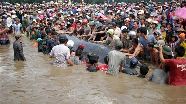 Ngay sau đó, người dân và lực lượng chức năng kéo xuống biển rất đông tìm cách cứu con cá voi.