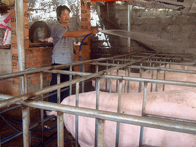 Nhờ những kỹ thuật từ lớp học, anh Ừng Chấn Bảo (Ấp Sông Xoài 2, xã Sông Xoài, huyện Tân Thành) gây giống được đàn heo nái 22 con và 150 con heo thịt.