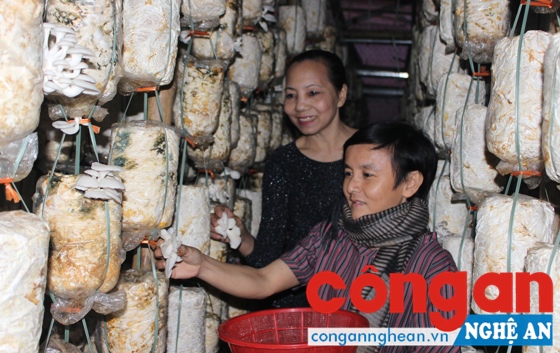 Hoạt động khởi nghiệp bắt đầu bằng những ý tưởng kinh doanh nhỏ, đáp ứng nhu cầu, thị hiếu thị trường (Trong ảnh: Mô hình trồng nấm sạch tại phường Bến Thủy, TP Vinh)