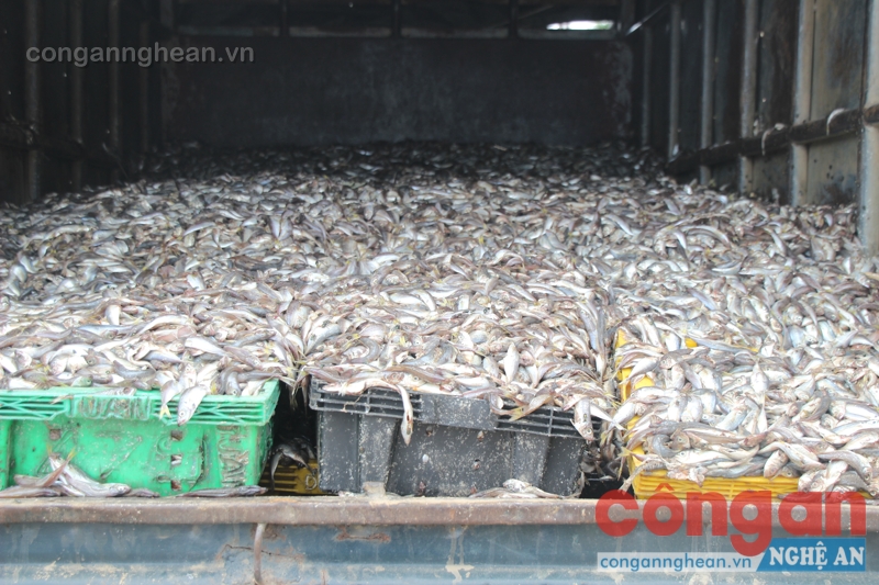 Số cả đã bốc mùi hôi thối đang tròn quá trình phân hủy mạnh