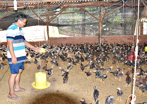 Anh Đỗ Văn Tam kiểm tra máng ăn của gà.