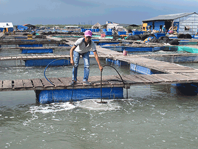 Bè nuôi cá trên sông Chà Và, xã Long Sơn, TP.Vũng Tàu.
