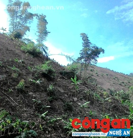 Rừng ở khu vực Cửa Khâu đã được xử lý thực bì trong khi chưa được phê duyệt