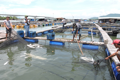 Hộ nuôi cá lồng bè tại khu vực 8, sông Chà Và vớt cá chết vào sáng 26-8.