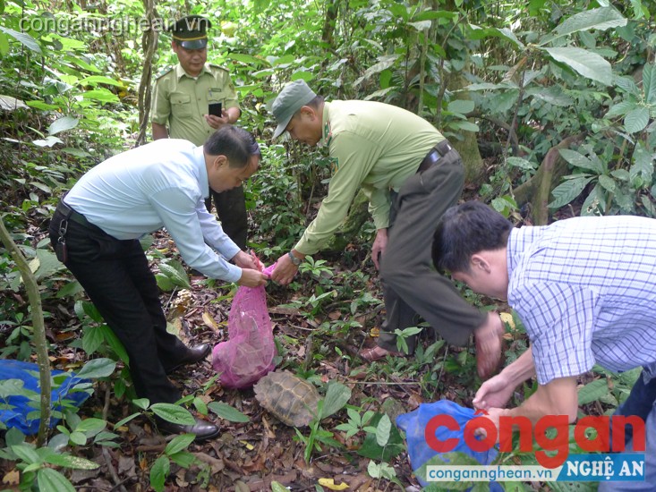 Ông Trần Xuân Cường- Giám đốc VQG Pù Mát (áo trắng) trực tiêp cùng cán bộ thả các cá thể động vật