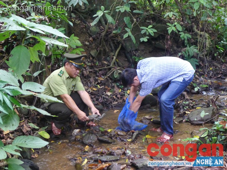 Tùy giống, loài, thành phần và điều kiện sống từng cá thể được thả phù hợp với tự nhiên