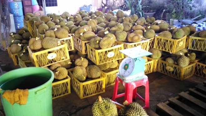 Sầu riêng được ủ chín bằng phân bón