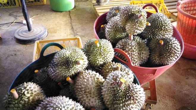 Sầu riêng ngậm hóa chất chuẩn bị được đưa ra thị trường
