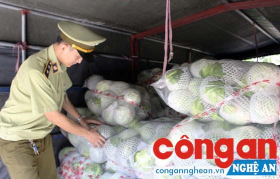  Số bắp cải và cải thảo Trung Quốc bị phát hiện và thu giữ