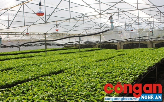  Việc nhân rộng các mô hình thích ứng với BĐKH góp phần đảm bảo sự phát triển bền vững của ngành nông nghiệp