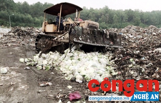 Tiêu huỷ số bắp cải, cải thảo Trung Quốc do Đội CSGT Công an Quỳnh Lưu phối hợp với Đội QLTT số 4 bắt giữ