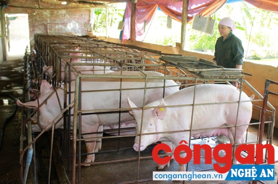 Việc thực hiện chăn nuôi tập trung thay thế cho hình thức gia trại nhỏ lẻ đang mang lại hiệu quả cao ở các địa phương trong thời gian qua
